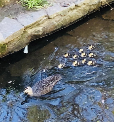 Aldgate Creek Cottage Bed And Breakfast - Sunshine Coast Tourism 25