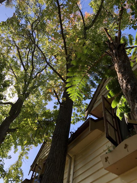 Aldgate Creek Cottage Bed And Breakfast - Sunshine Coast Tourism 8