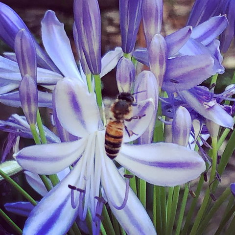 Aldgate Creek Cottage Bed And Breakfast - Sunshine Coast Tourism 20