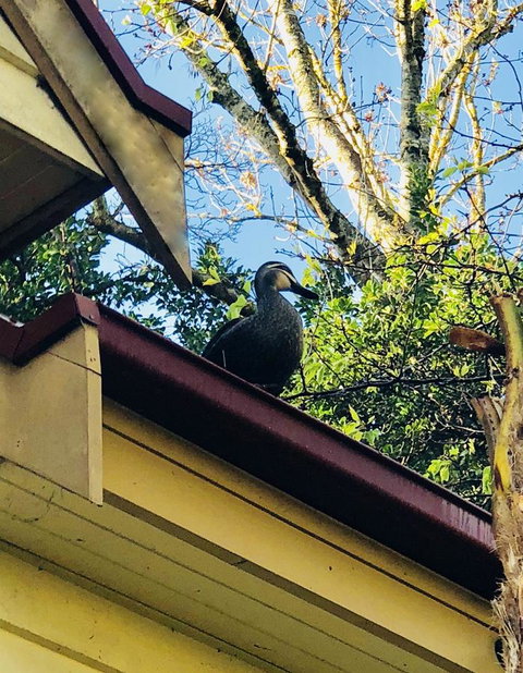 Aldgate Creek Cottage Bed And Breakfast - Sunshine Coast Tourism 26