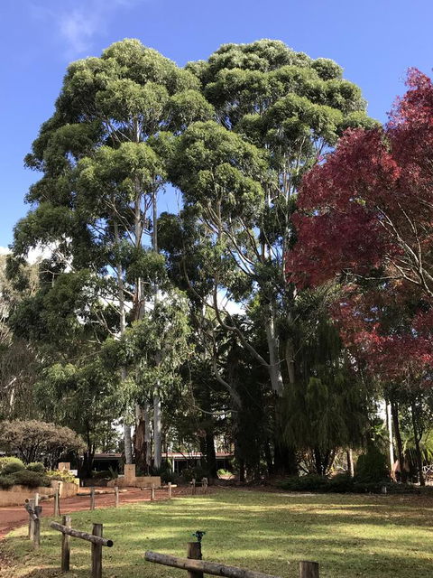 Forest Lodge Resort - Holiday Sunshine Coast 15
