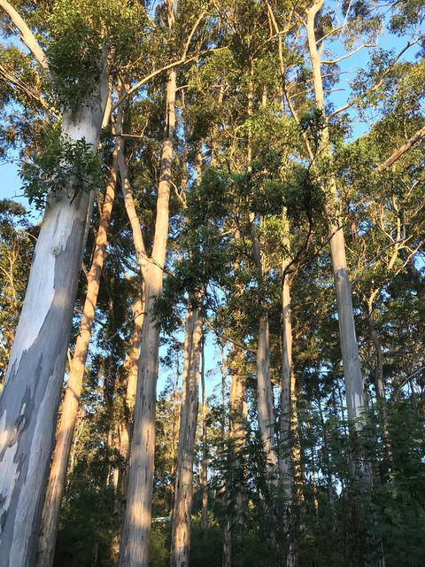 Forest Lodge Resort - Holiday Sunshine Coast 37