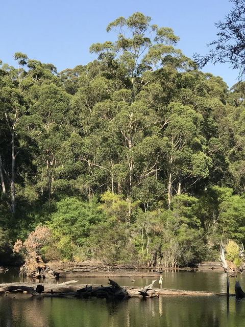 Forest Lodge Resort - Holiday Sunshine Coast 22