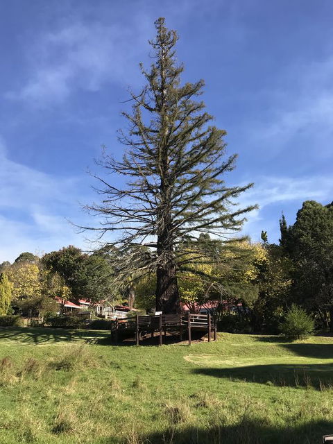 Forest Lodge Resort - Holiday Sunshine Coast 38