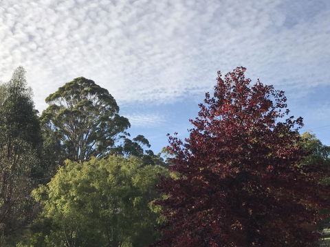 Forest Lodge Resort - Holiday Sunshine Coast 39