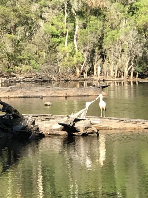 Forest Lodge Resort - Holiday Sunshine Coast 25
