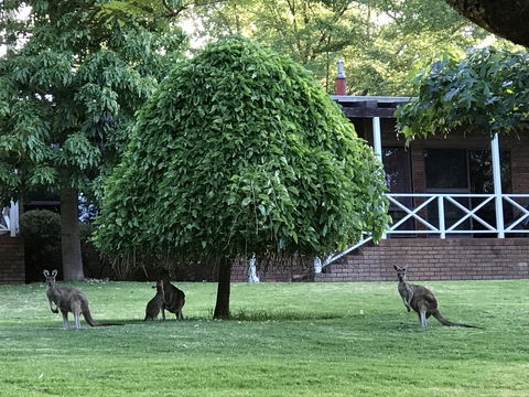 Forest Lodge Resort - Holiday Sunshine Coast 1