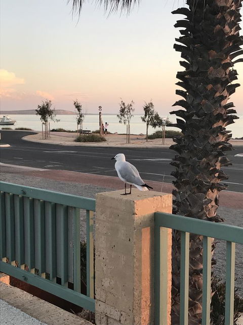 Shark Bay Seafront Apartments - Sunshine Coast Tourism 0