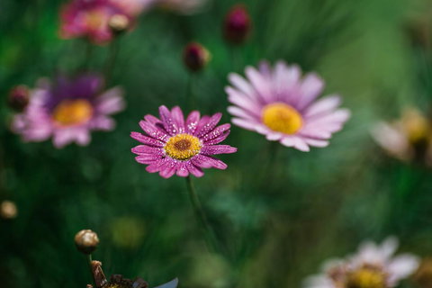 The Floating Forest - Sunshine Coast Tourism 29
