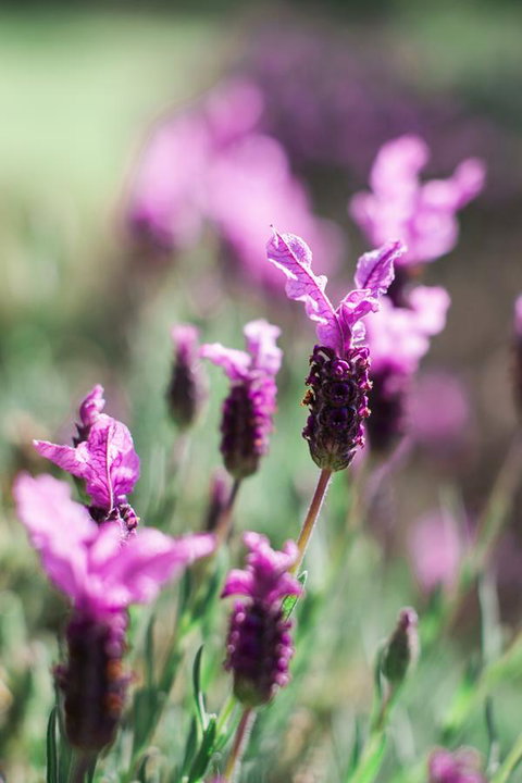 The Floating Forest - Sunshine Coast Tourism 31