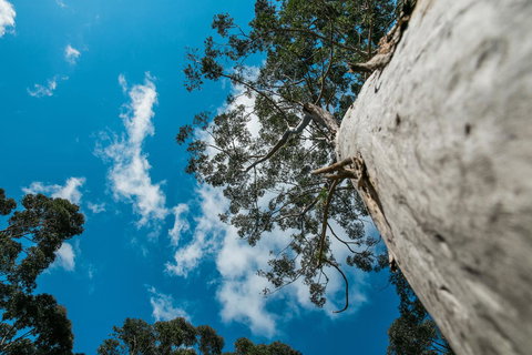 The Floating Forest - Sunshine Coast Tourism 36