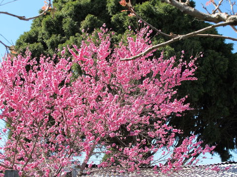 Apple Tree Cottage - Sunshine Coast Tourism 31