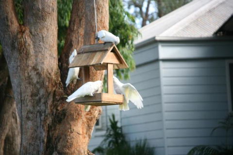 Huskisson Holiday Motel Cabins - Sunshine Coast Tourism 29