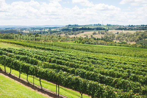 Borrodell Vineyard - Sunshine Coast Tourism 29