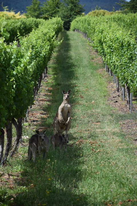 Borrodell Vineyard - Sunshine Coast Tourism 31