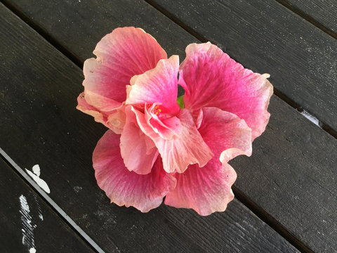 Hat Head Beach Cottage 1 - Holiday Sunshine Coast 1