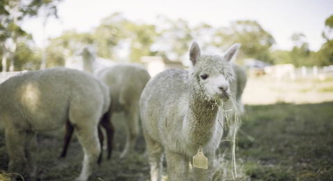 The Woods Farm Jervis Bay - Sunshine Coast Tourism 12