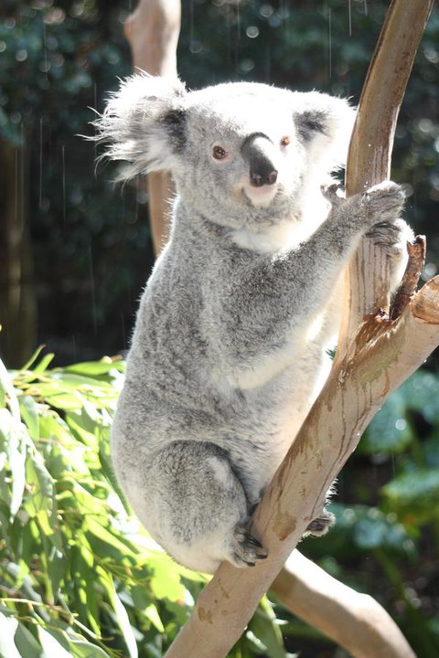 Ambience - Holiday Sunshine Coast 27