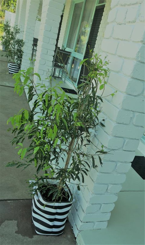 Mulwala Resort - Sunshine Coast Tourism 16