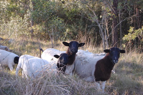 Cadair Cottages - Sunshine Coast Tourism 15