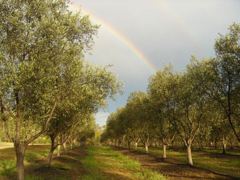 Adina Vineyard - Sunshine Coast Tourism 19