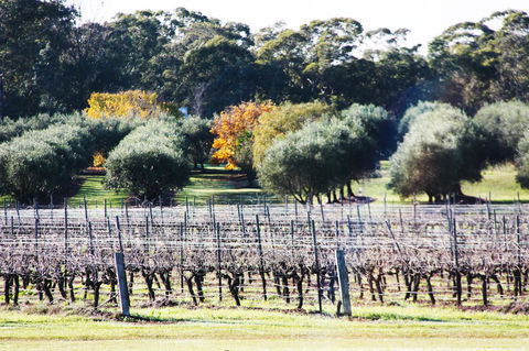 Adina Vineyard - Sunshine Coast Tourism 15
