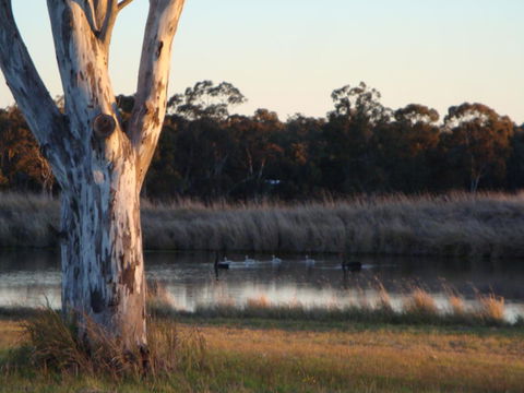 Adina Vineyard - Sunshine Coast Tourism 10