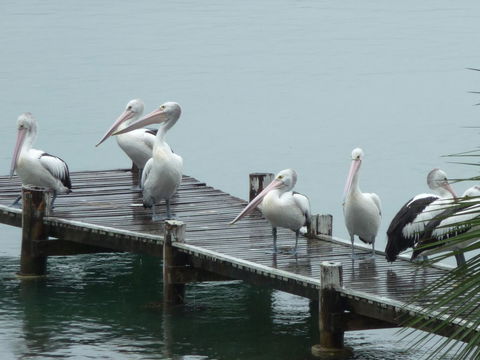 Pelican H2O One & Two Bedroom Apartments - Sunshine Coast Tourism 6