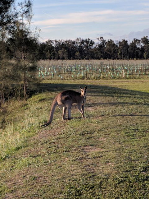 Madigan Wine Country Cottages - Sunshine Coast Tourism 7