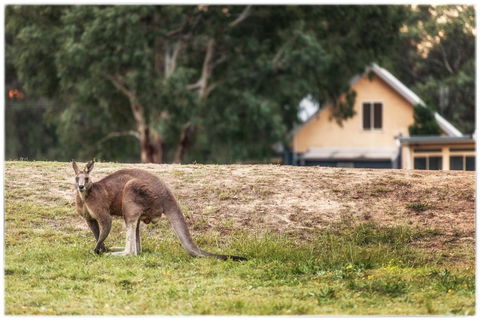 Madigan Wine Country Cottages - Sunshine Coast Tourism 4