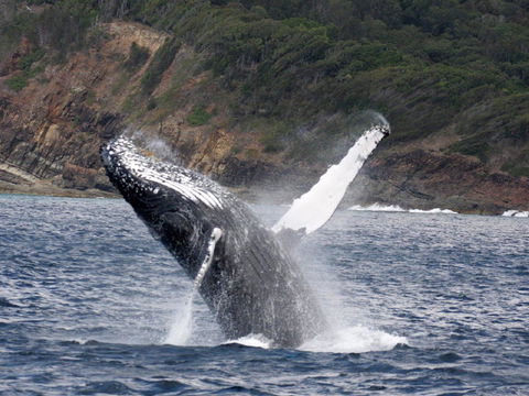 Braemar 9 - Sunshine Coast Tourism 8