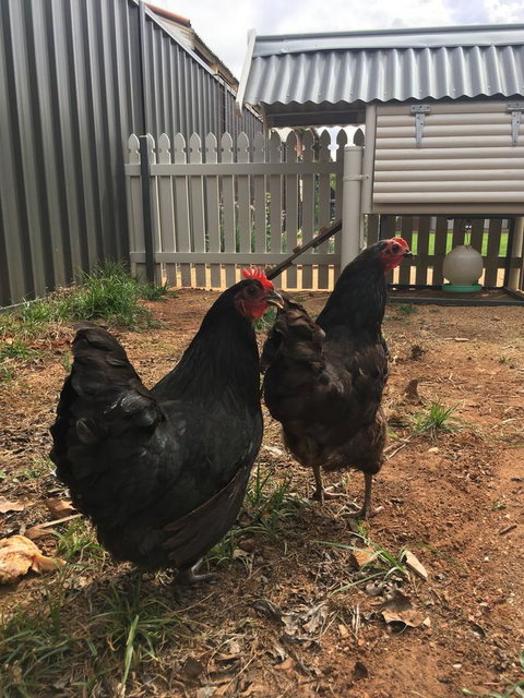 Thelma's Temora - Sunshine Coast Tourism 13
