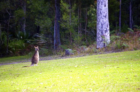 Jackson Ranch By Bannisters - Sunshine Coast Tourism 31