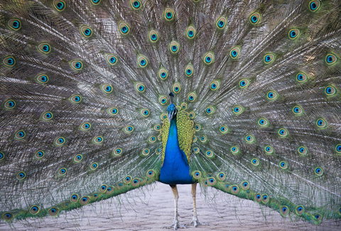 DoubleTree By Hilton Alice Springs - Holiday Sunshine Coast 20