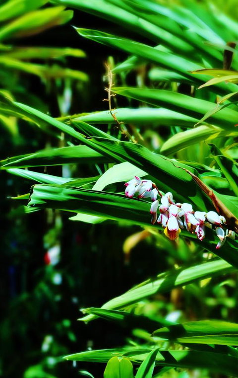 Palms City Resort - Sunshine Coast Tourism 11