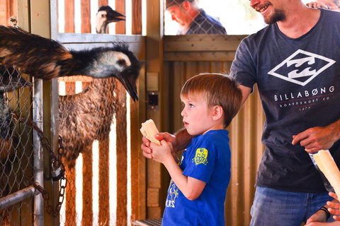 Erldunda Desert Oaks Resort - Sunshine Coast Tourism 13