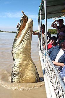 Kakadu @ The Kube (Darwin City) - Sunshine Coast Tourism 3