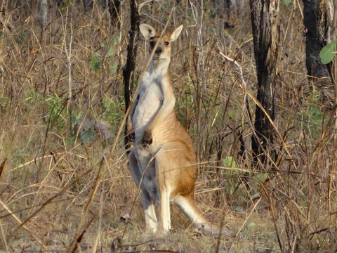 Mount Bundy Station - Sunshine Coast Tourism 41