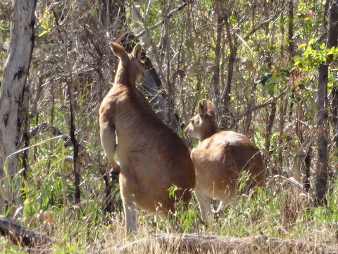 Mount Bundy Station - Sunshine Coast Tourism 40