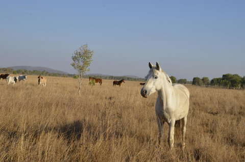 Mount Bundy Station - Sunshine Coast Tourism 43