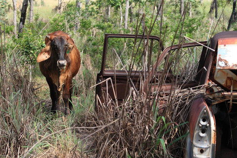 Mount Bundy Station - Sunshine Coast Tourism 42