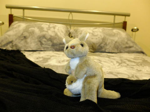 Rock Wallaby - Sunshine Coast Tourism 17