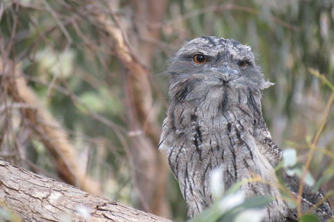 Butterworth Accommodation - Sunshine Coast Tourism 1