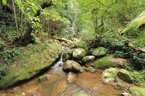 Cabbage Tree Farm - Seclusion And Tranquillity! - Holiday Sunshine Coast 1