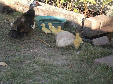 Corella Creek Country Farm Stay - Sunshine Coast Tourism 0