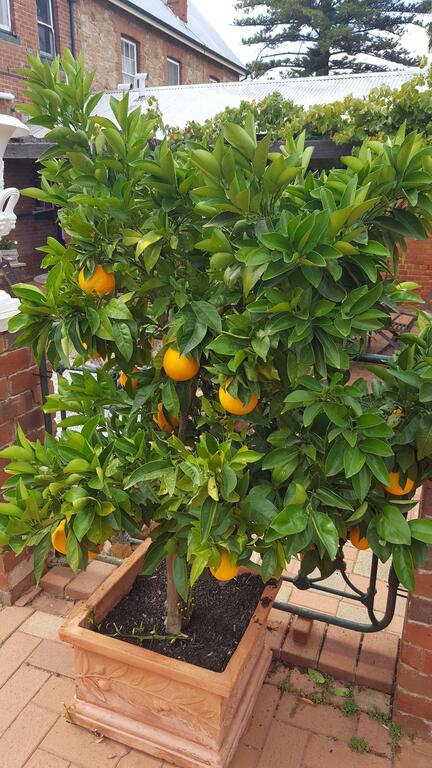 Courtyard Faversham House - Sunshine Coast Tourism 2