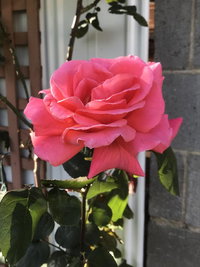 Book Mulgrave Accommodation Vacations Sunshine Coast Tourism Sunshine Coast Tourism