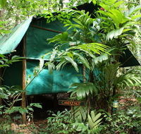 Daintree Crocodylus - Holiday Sunshine Coast