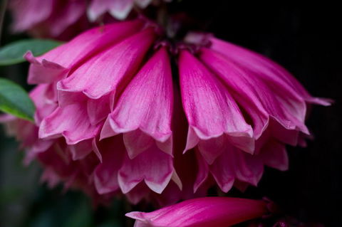 Daintree Village Hideaway - Sunshine Coast Tourism 3