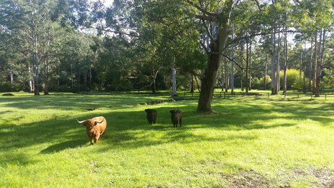 Dingley Dell - Holiday Sunshine Coast 3